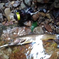 先週リリースした尺イワナが釣れた